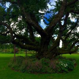 Owen Rose Garden