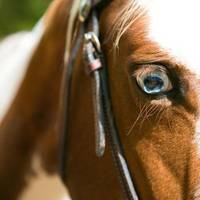 Noosa Horses