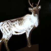Wild Reindeer of Iceland