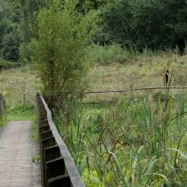 Warnham Local Nature Reserve