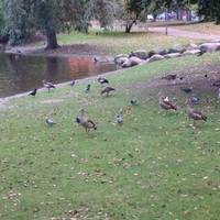 Warmer Damm Park