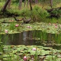 Reinstein Woods Nature Preserve