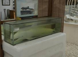 Museo de las Ballenas