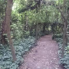 Bosque Encantado de Don Otto