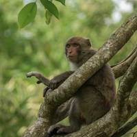 Wushan Macaque Natural Reserve