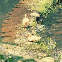 The Canal Around