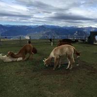 Elalpaca