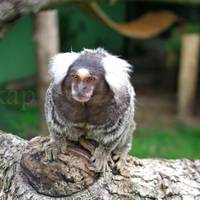Osijek Zoo