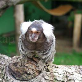 Osijek Zoo