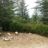 Forêt de Cèdres