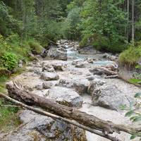 Zauberwald am Hintersee