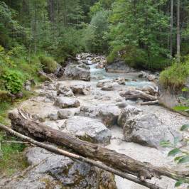 Zauberwald am Hintersee