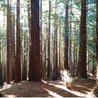 Monumento Natural de las Sequoias del Monte Cabezon,