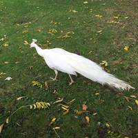 Jardin d’Acclimatation