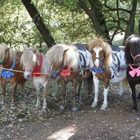 Les Poneys d'O Village