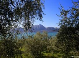 Paolo Bonomelli Boutique Olive Farm