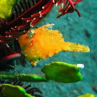 Adelaar Exclusive Liveaboard - Day Tours