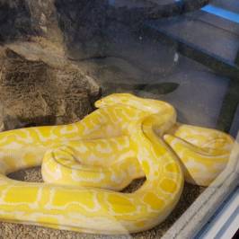 Froso Zoo