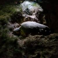 Mon Repos Turtle Express