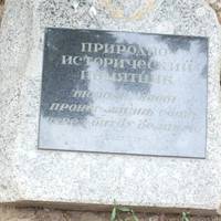 Тополь на Площади Павших Борцов