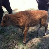 Morning Star Bison Ranch