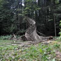 Il Respiro Degli Alberi