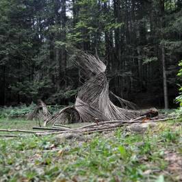 Il Respiro Degli Alberi