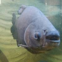 Aquário de Bonito