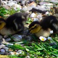 Rosaburn Ducks