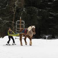 Cheval Et Montagne