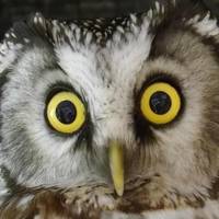 The Owls Trust