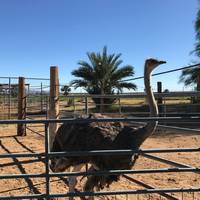 The Camel Farm