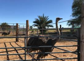 The Camel Farm