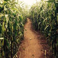 Elton Farm Maize Mazes
