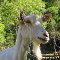The Beline farm