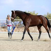 Alexandros Riding Stables