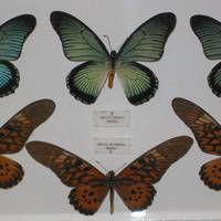 Museo Mariposas del Mundo