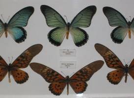 Museo Mariposas del Mundo