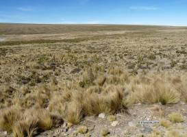 Reserva Nacional Pampa Galeras Barbara D'Achille