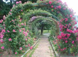 E.M. Mills Rose Garden