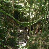 Castellow Hammock Preserve and Nature Center