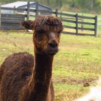 Serano Alpacas & Yarns