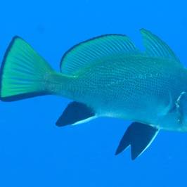Karibu Diving & Travel