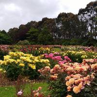 Dugald MacKenzie Rose Gardens