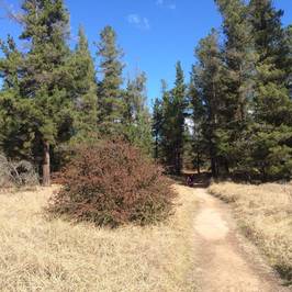 Armidale Pine Forest