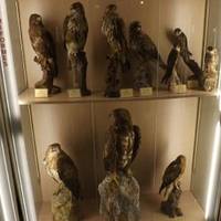 Museo della Fauna Selvatica