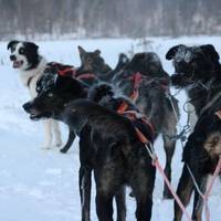 Guesthouse Husky - Day Tours