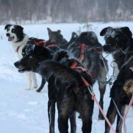 Guesthouse Husky - Day Tours