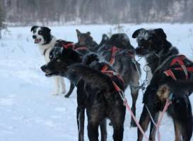 Guesthouse Husky - Day Tours