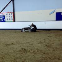 The Donkey Sanctuary Assisted Therapy Centre